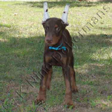 Doberman Pinscher puppy for sale + 53250