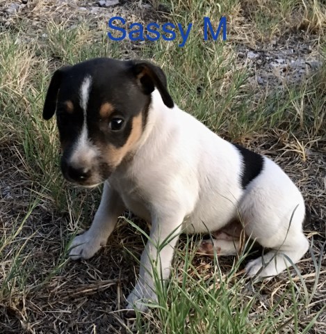 Rat Terrier Puppies