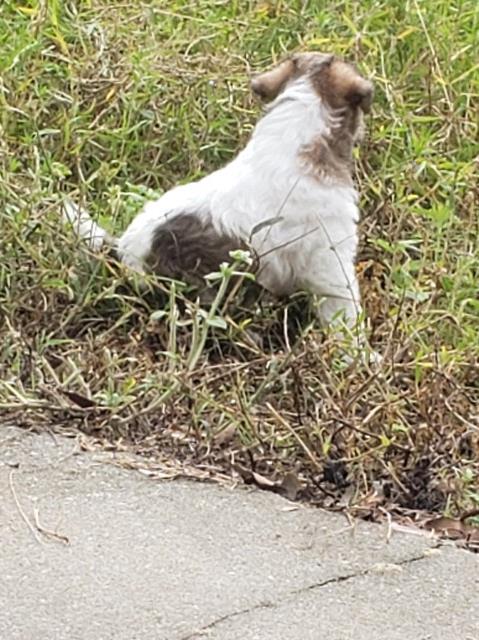 AKC Wire Fox Terrier Shrimp