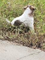 Wire Fox Terrier thumbnail