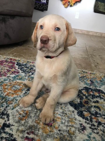 Labrador Retriever puppy for sale + 50409