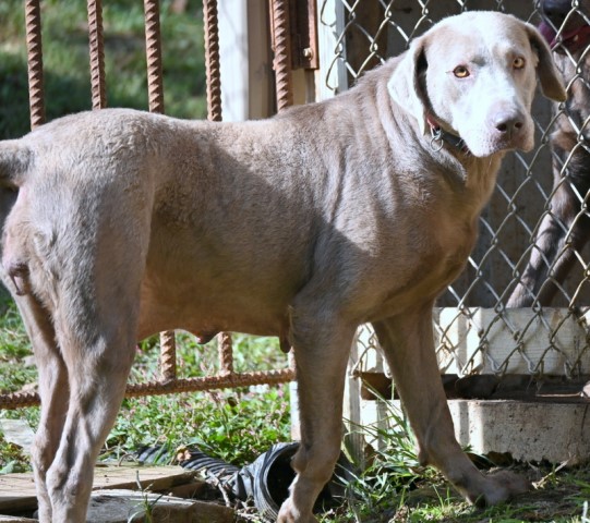 AKC Silver Adult Labrador Retriever for Sale