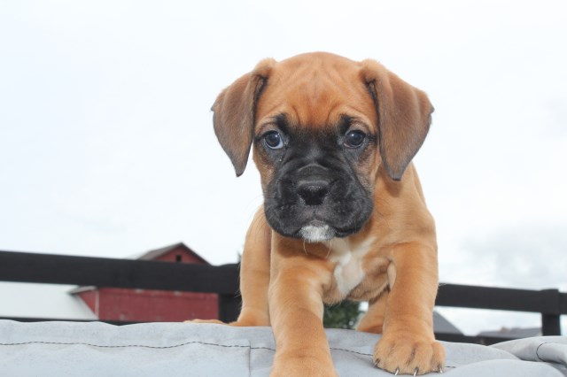 Akc Boxer Puppies