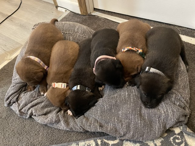 Pitbull-Husky Mix Puppies – Socialized, Healthy, and Full of Personality
