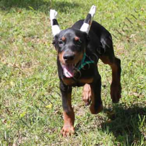 Doberman Pinscher puppy for sale + 53246