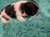 LC Black n White Chihuahua Puppies Chihuahua for sale/adoption