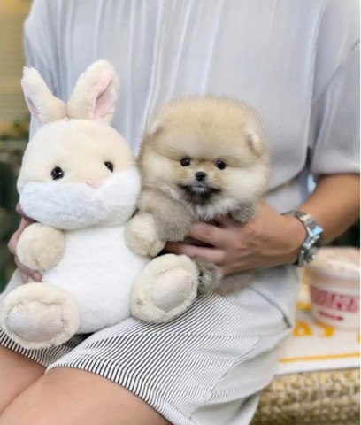 Lovely Pomeranian Puppy For Free