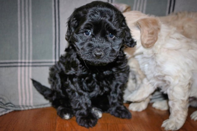 F1b Cockapoo Female for sale