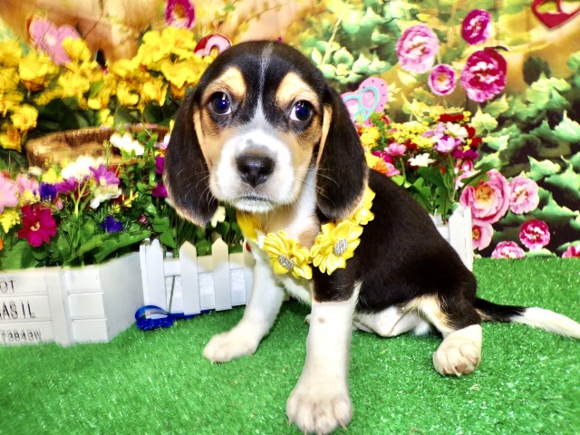 Beagle puppy for sale + 66684