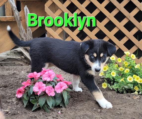 Australian Shepherd Dog puppy for sale + 64863