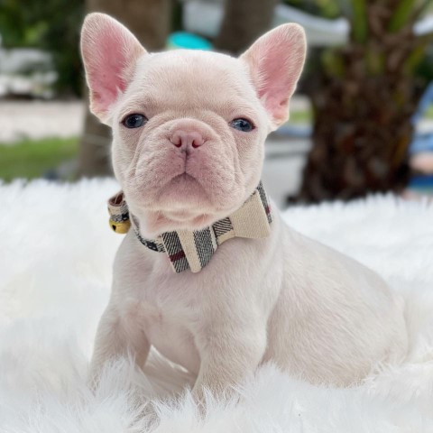 Adorable French Bulldog puppies ready