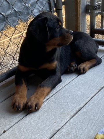 Top Quality German Female Rottweiler Puppies Avaliable!!!