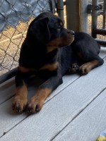 Top Quality German Female Rottweiler Puppies Avaliable!!! Rottweiler for sale/adoption