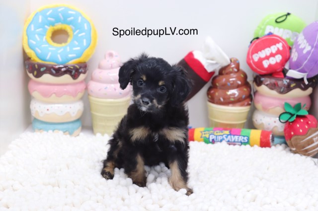 Chipoo - Charlene - Female
