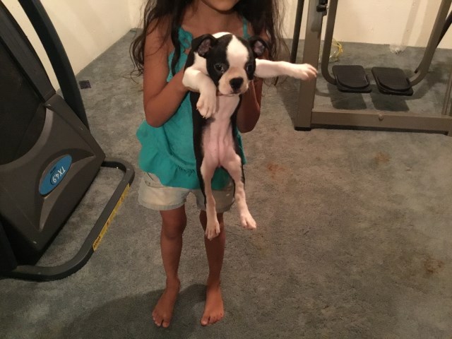 Boston Terrier puppy for sale + 53877