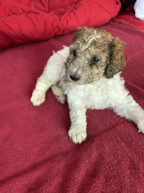 Poodle Standard puppy for sale + 66489