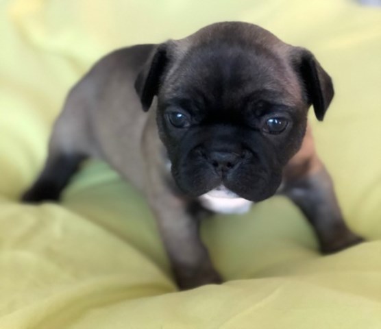 Blue sable french bulldog puppy