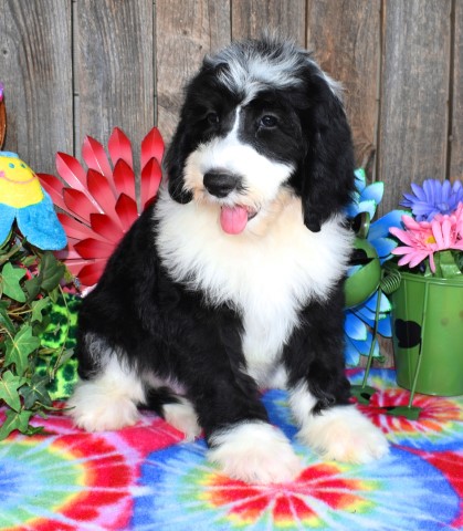 Old English Sheepdog puppy for sale + 62148