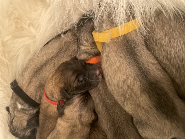 German shepherd/Great Pyrenees puppies