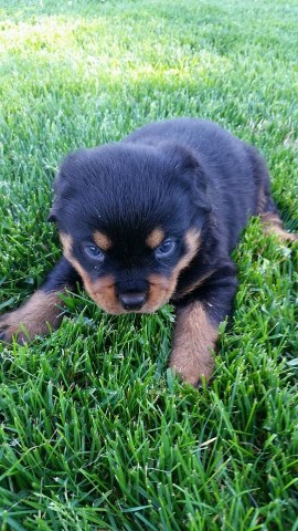 Rottweiler puppy for sale + 49057