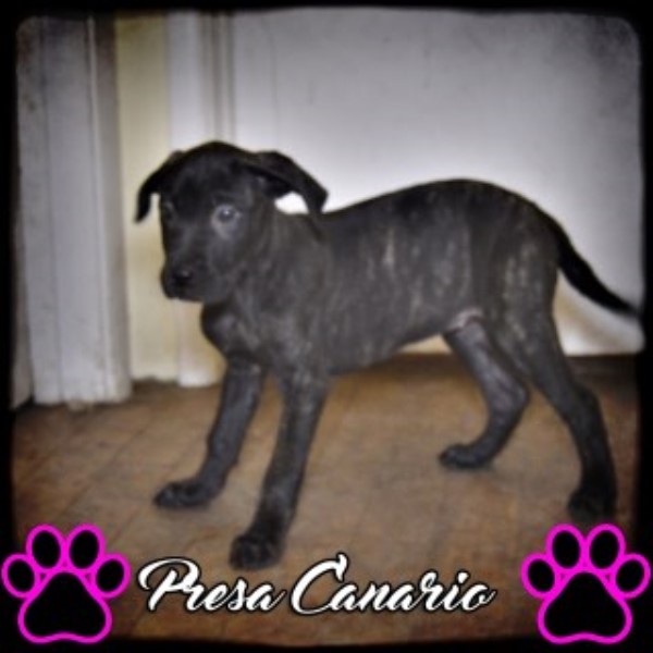 Perro De Presa Canario puppy for sale + 46056