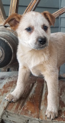 Australian Cattle Dog puppy for sale + 64032