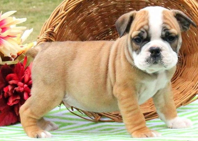 English Bulldog puppy for sale + 48492