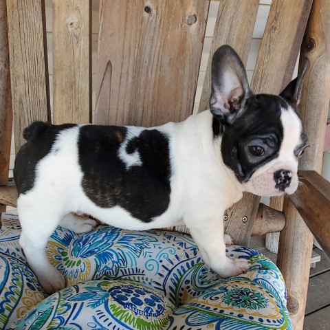 French Bulldog puppies in IL