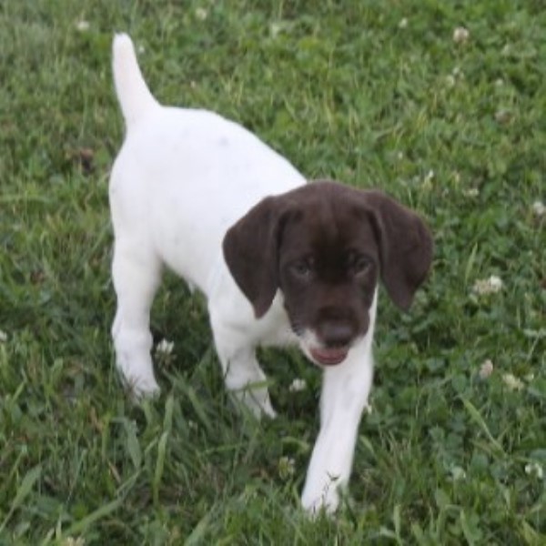 German Shorthaired Pointer puppy for sale + 46043