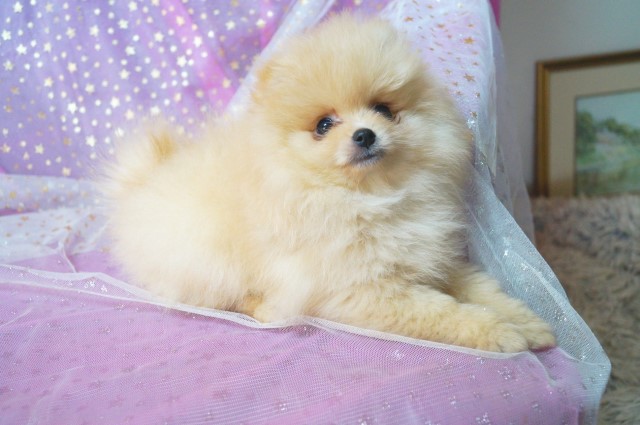 CKC Pomeranian - ROY, Male