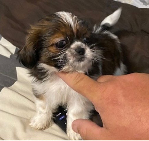 AKC Shih Tzu Puppies