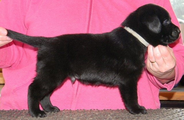 Gorgeous Chocolate & Black Labrador pups
