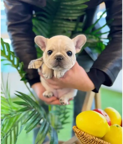 French Bulldog Puppy For Free