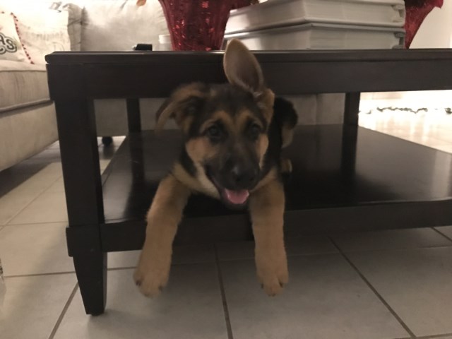 German Shepard puppy looking for a home!