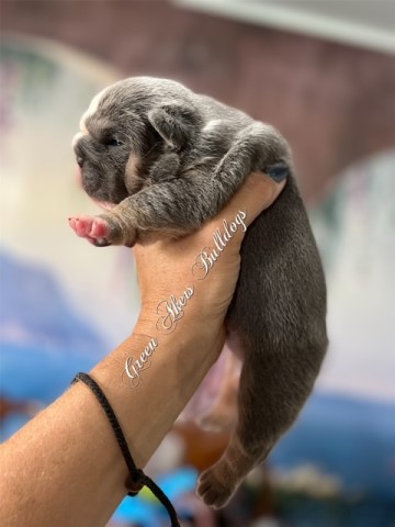 English Bulldog puppy for sale + 63666
