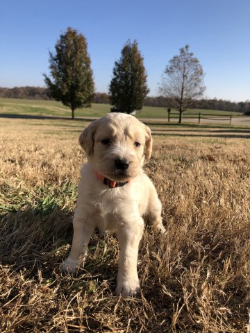 Goldendoodle Puppies