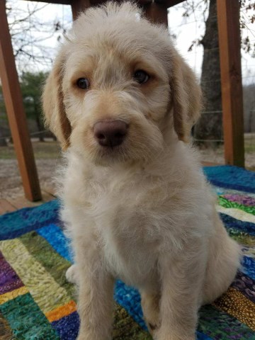 Labradoodle puppy for sale + 52121