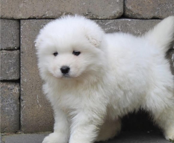 Samoyed puppy for sale + 61586
