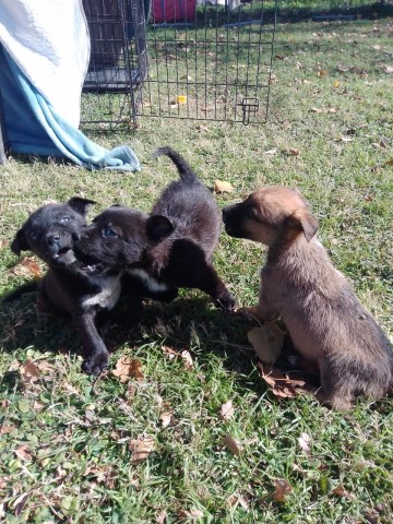 Mastiff puppy for sale + 59863