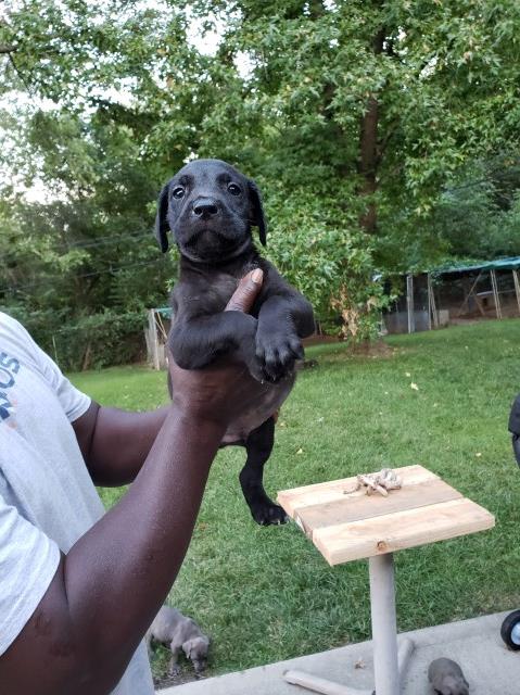 Cane Corso and Presa mix puppies