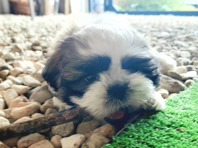Shih Tzu puppy for sale + 61888