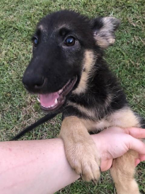 German Shepherd Dog puppy for sale + 58722