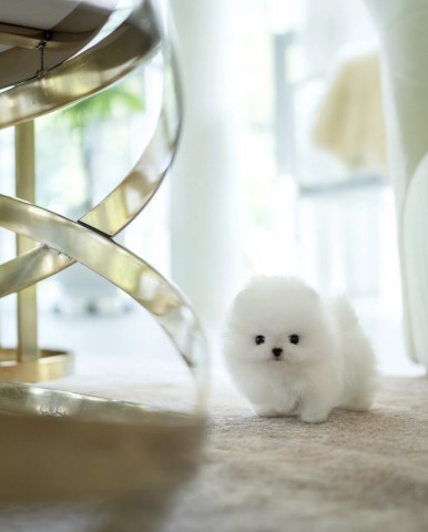 Pomeranian puppy for sale + 66897