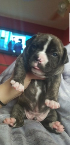 bulldog french mix pit puppies dog