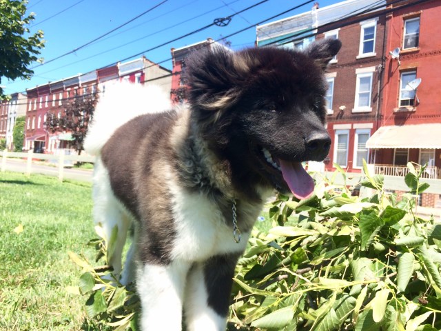 Akita Puppy Dog For Sale In Harrisburg Pennsylvania