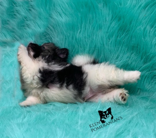 Pomeranian puppy for sale + 64137