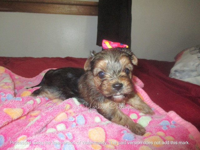 Suki Traditional Female Yorkie