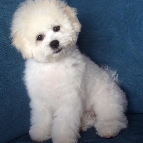 Bichon puppies coming soon.