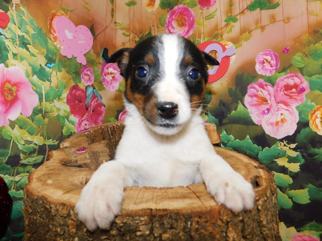 Rat Terrier puppy for sale + 66418