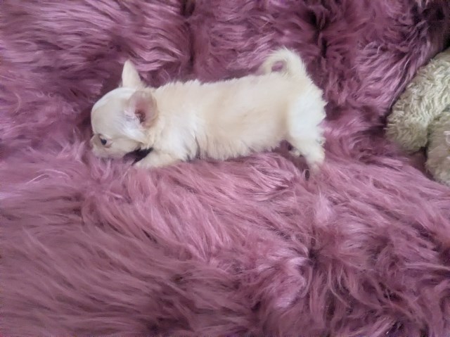 Chihuahua puppy for sale + 67233